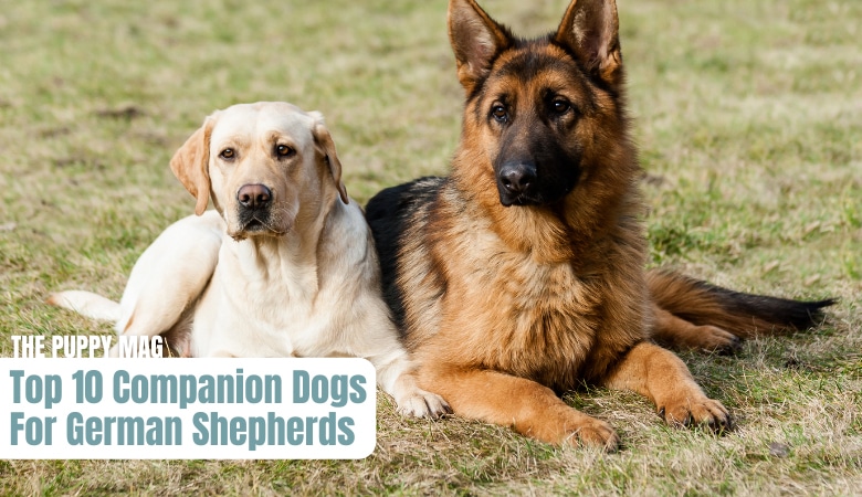 best-companion-dogs-for-german-shepherds