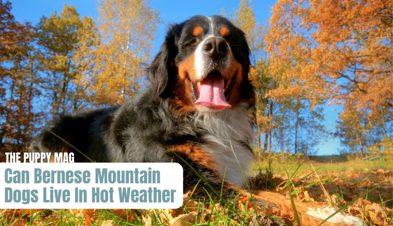 can-bernese-mountain-dogs-live-in-hot-weather