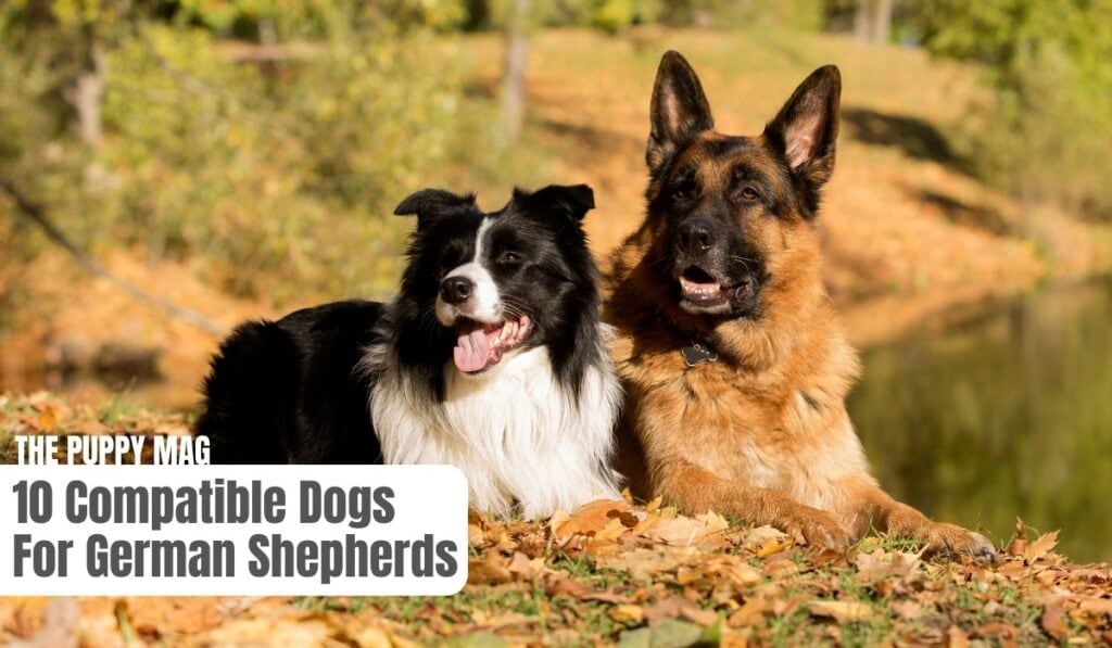 companions dog for german shepherd