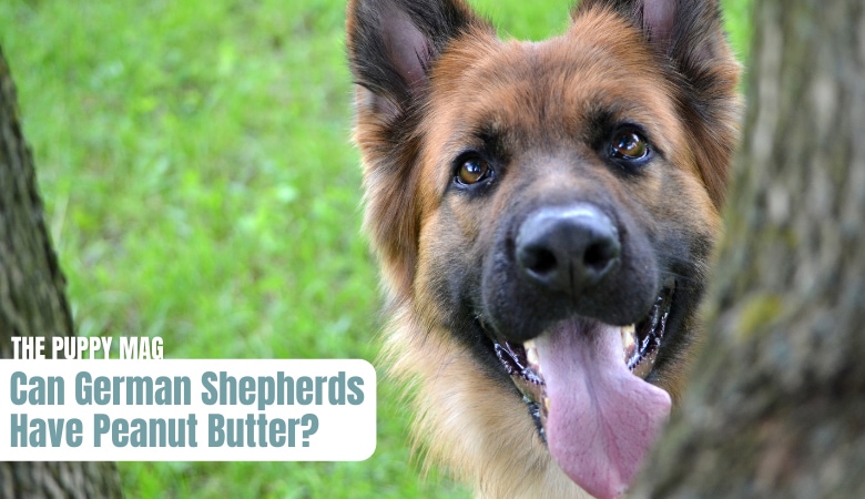 german-shepherd-eat-peanut-buttter