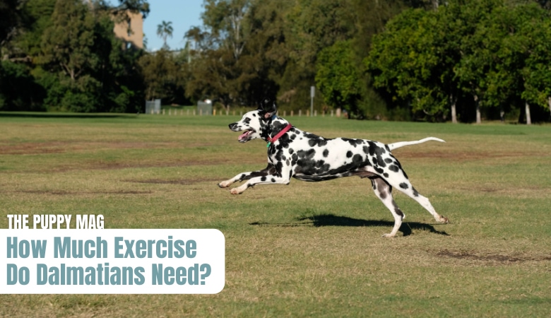 how-much-exercise-do-dalmatians-need