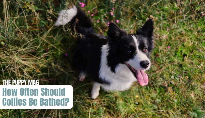how-often-should-you-bathe-a-border-collie