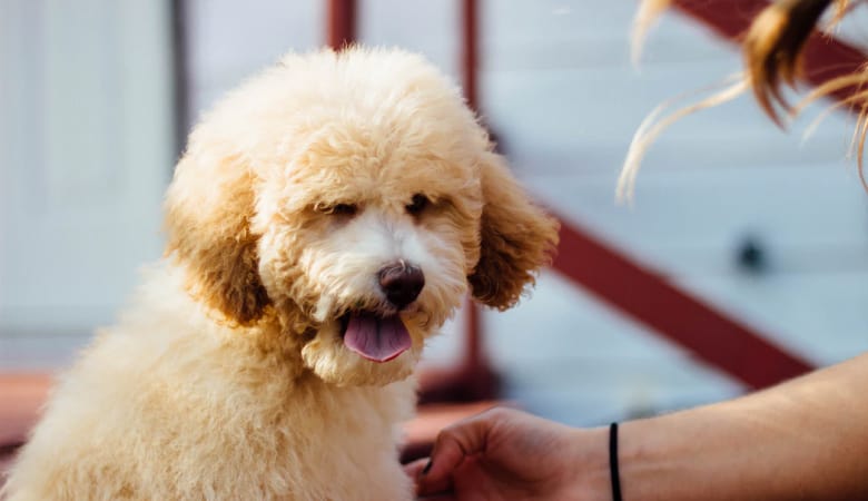 How To Potty Train a Poodle in 4 Simple Steps (Quickly