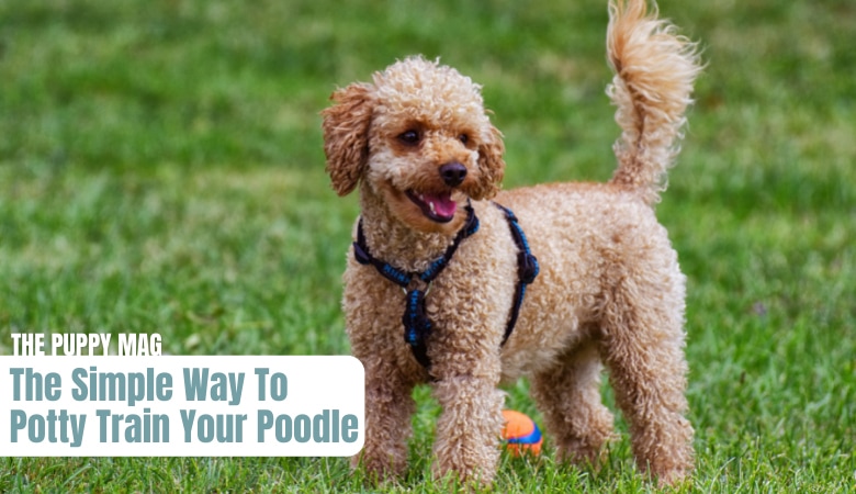 potty-training-a-poodle