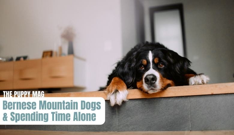 can-bernese-mountain-dogs-be-left-alone