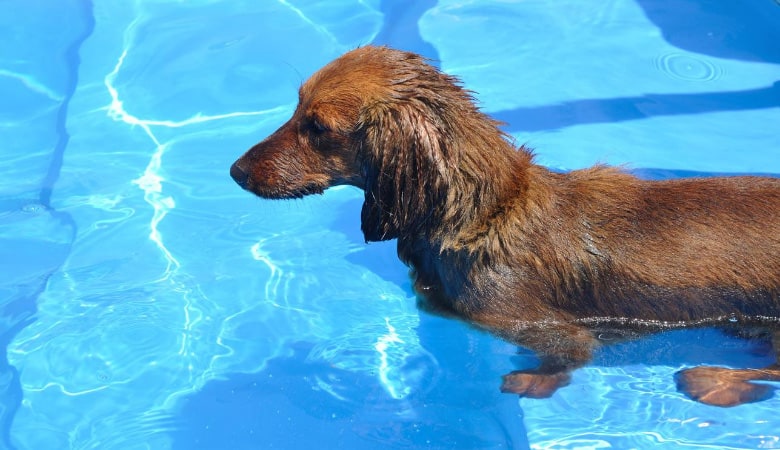 can-dachshunds-swim1