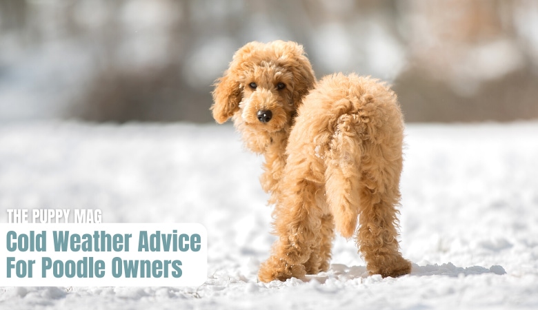 can-poodles-handle-cold-weather-(1)