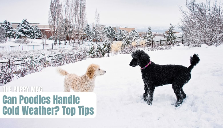 can-poodles-handle-cold-weather