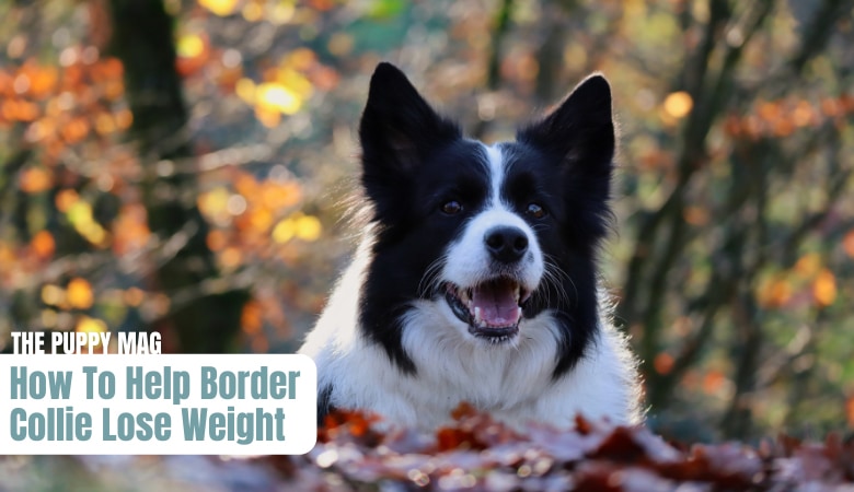 how-to-help-border-collie-lose-weight