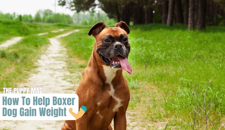 How to Fatten Up a Boxer Dog  