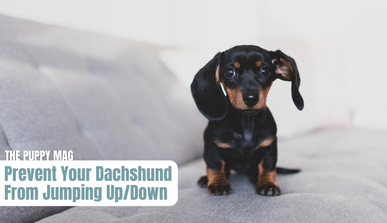 prevent-dachshund-from-jumping-updown-from-couch