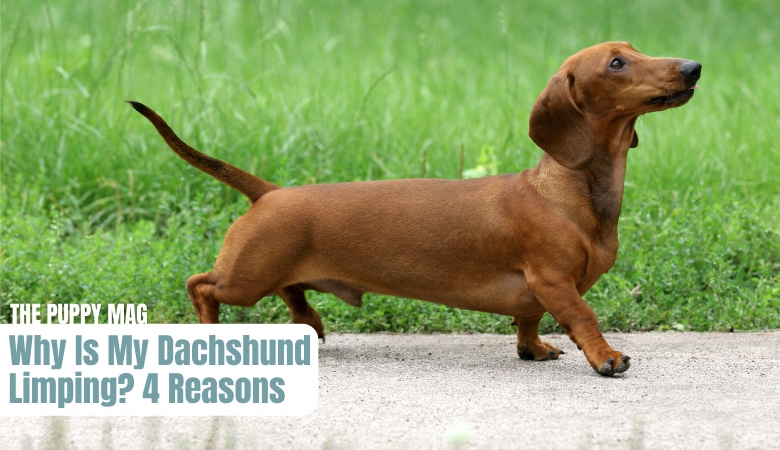 why-is-my-dachshund-limping