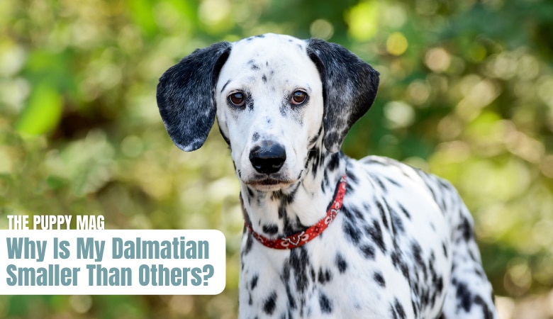 why-is-my-dalmatian-so-small