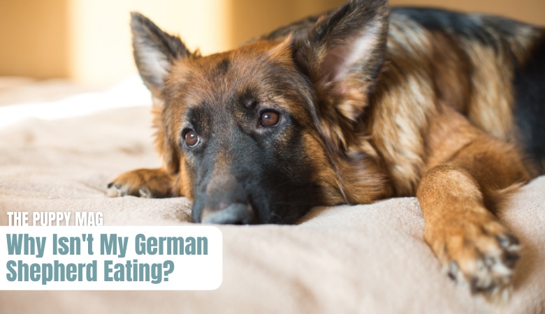 why-isn't-my-german-shepherd-eating