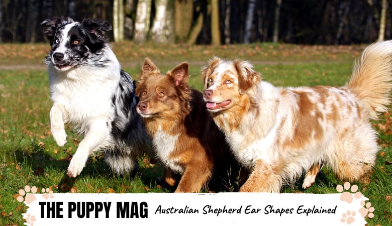 Australian Shepherd Ears All Your Questions Answered