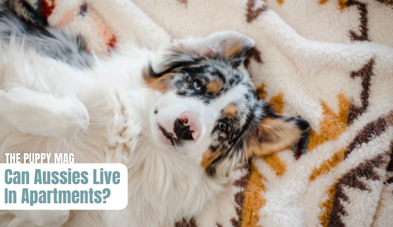 can-australian-shepherds-live-in-apartments