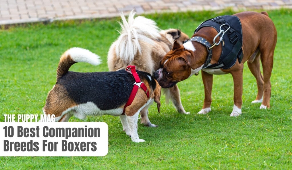 companion dogs for boxers