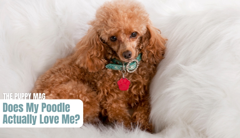 does-my-poodle-love-me
