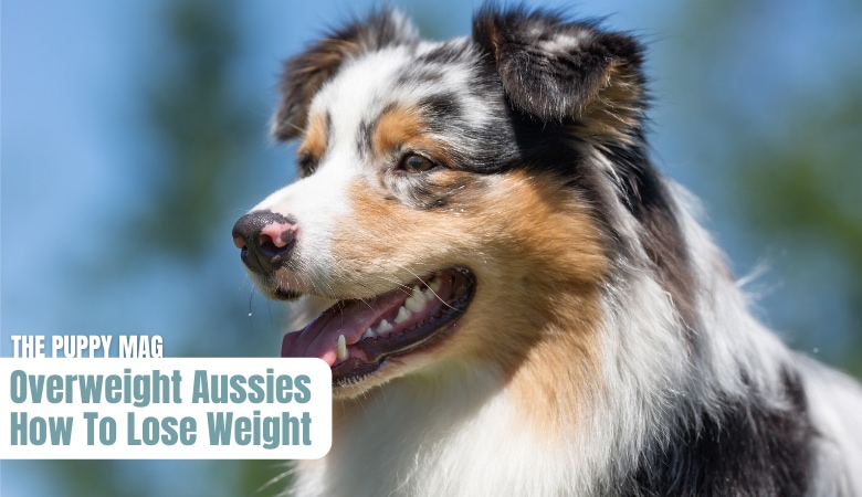 how-to-help-overweight-australian-shepherd-lose-weight