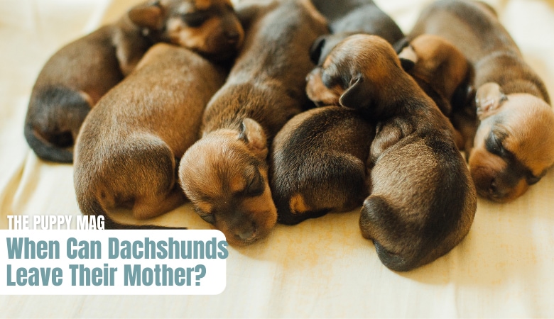 when-can-dachshunds-leave-their-mother