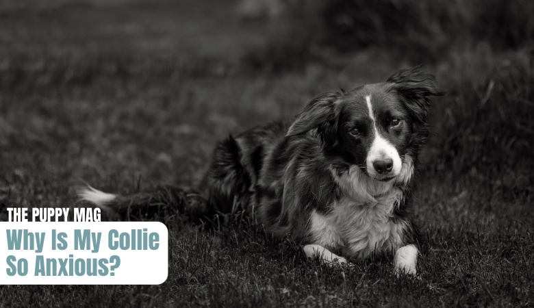 why-is-my-border-collie-shaking-and-anxious