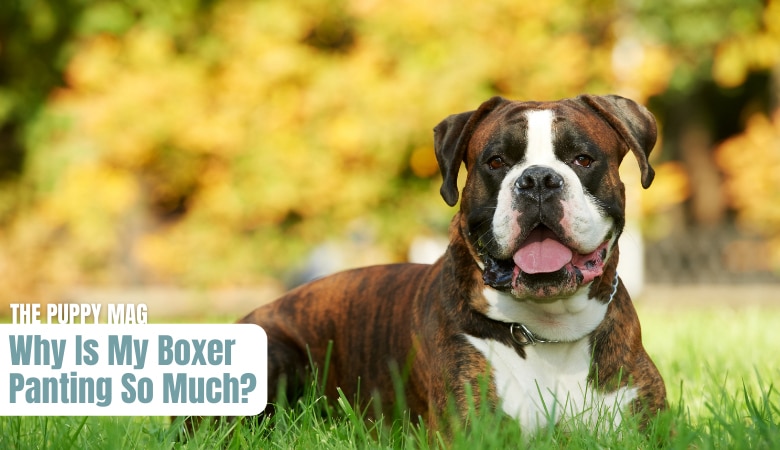 why-is-my-boxer-panting