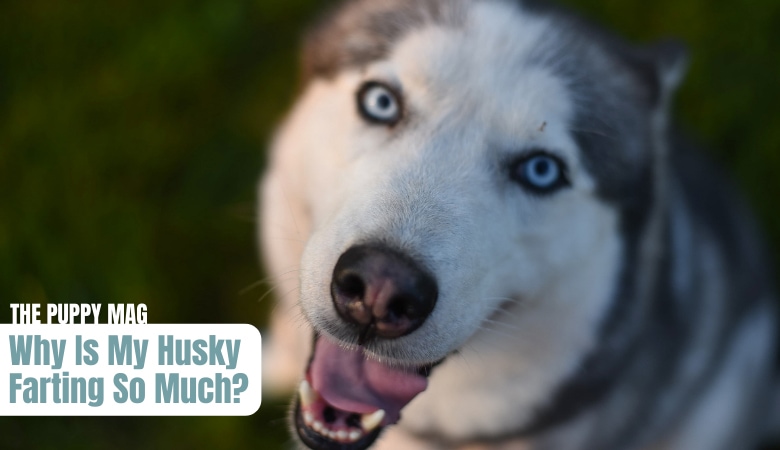 why-is-my-husky-farting-so-much
