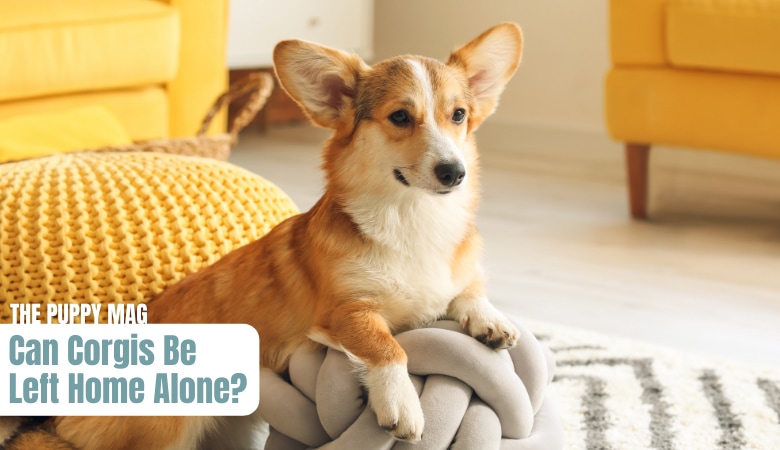 can-corgis-be-left-alone.png