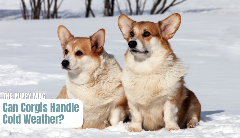 can-corgis-handle-cold-weather