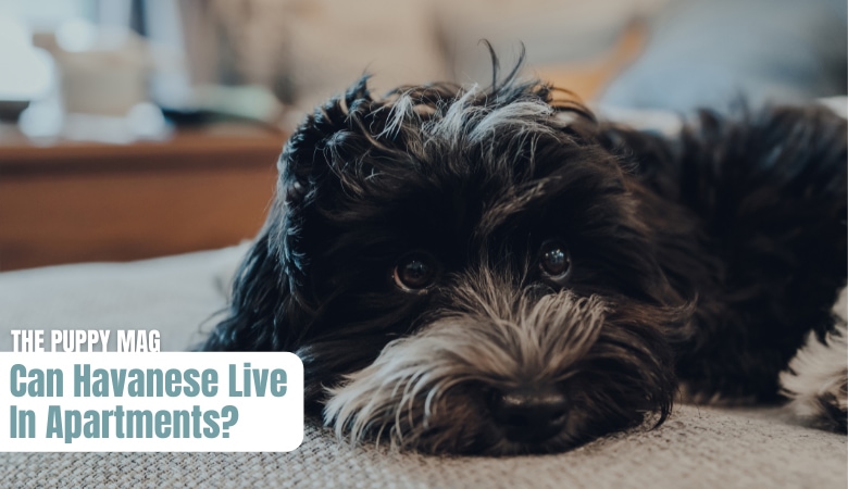 can-havanese-live-in-apartments