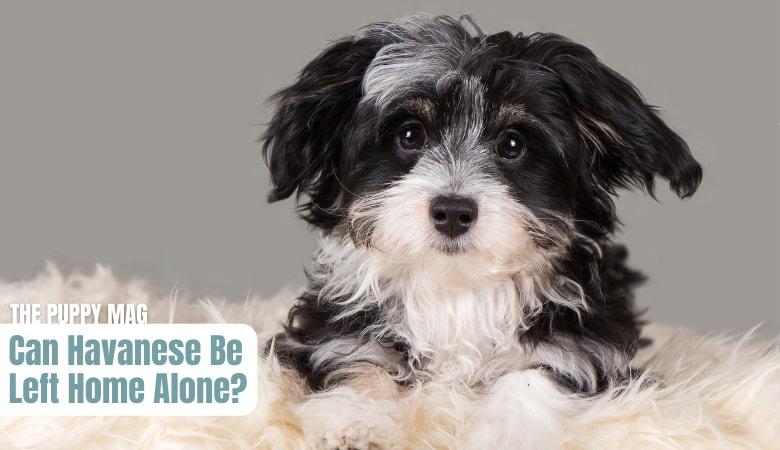 how-long-can-havanese-be-left-alone