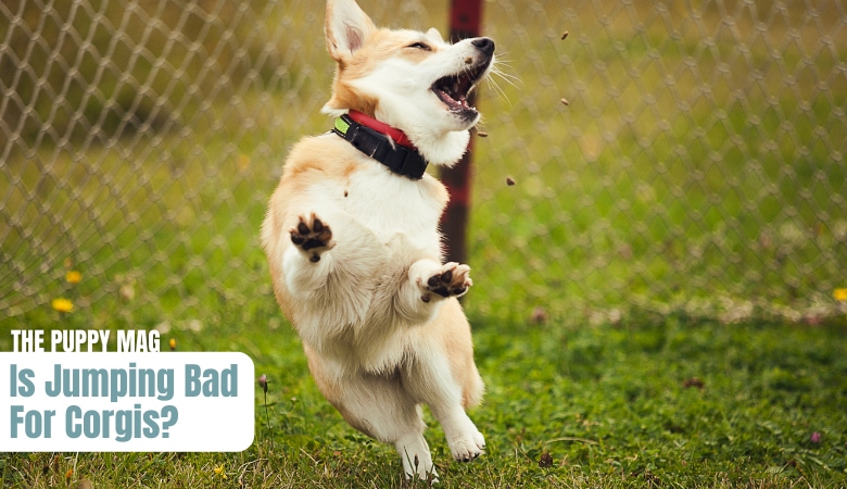 is-jumping-bad-for-corgis