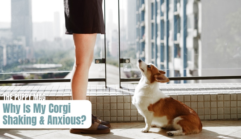 why-is-my-corgi-anxious-and-shaking