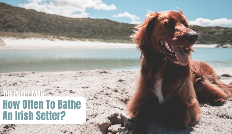 how-often-should-you-bathe-an-irish-setter