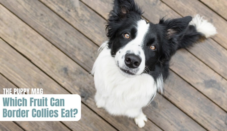 which-fruit-can-border-collies-eat
