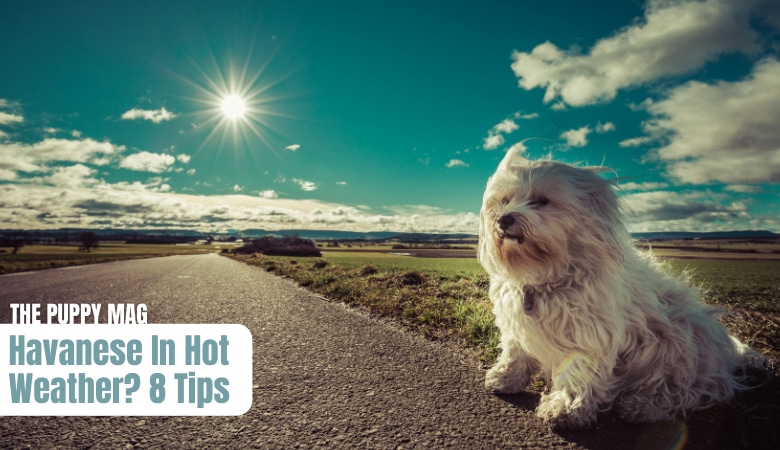 8-hot-weather-tips-for-havanese
