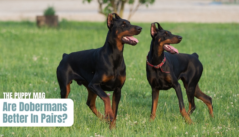 are-dobermans-better-in-pairs