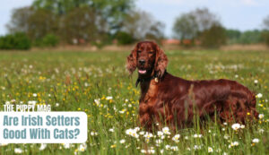 are-irish-setters-good-with-cats