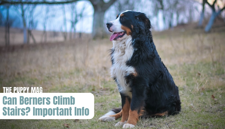 can-bernese-mountain-dogs-climb-stairs