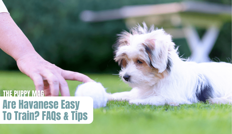 are havanese easy to train