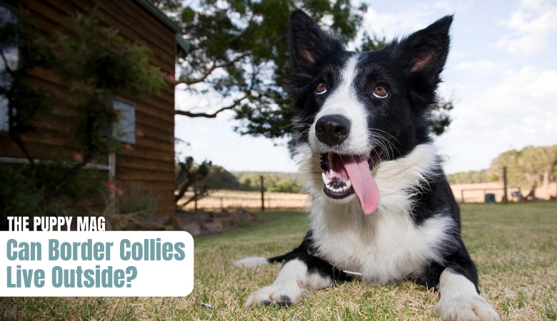can-border-collies-live-outside