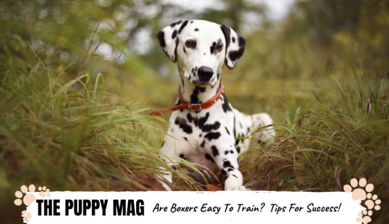 Are Dalmatians Easy To Train? Training Tips For Success