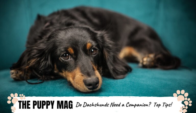 Does My Dachshund Need a Companion? Tips For Owners The
