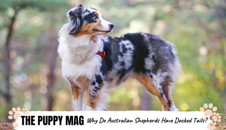 Why Do Australian Shepherds Have Docked Tails? The Truth The Puppy Mag