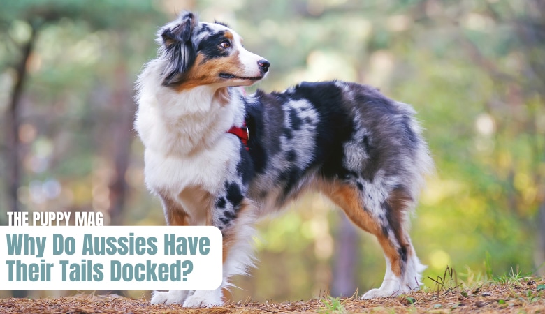why-do-australian-shepherds-have-their-tails-docked