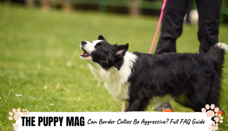 Can Border Collies Be Aggressive? Your FAQs Answered The