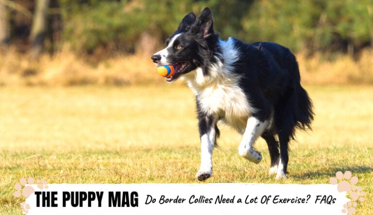 Do Border Collies Need a Lot Of Exercise? Tips & Advice