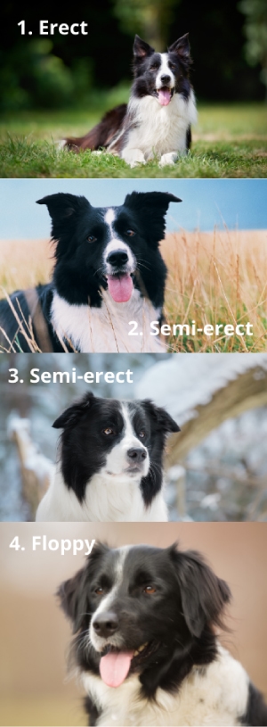 border collie ear shape and placement