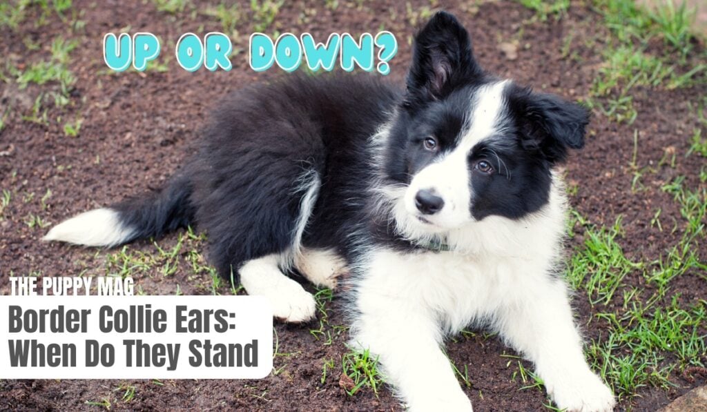 when do border collie ears stand