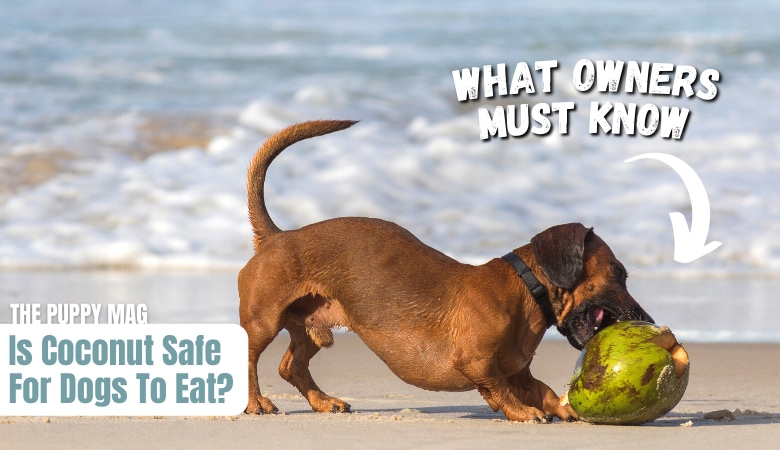 is-coconut-safe-for-dogs